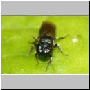 Hylaeus annularis - Maskenbiene w01a 5mm Tongrube OS-Wallenorst-det.jpg